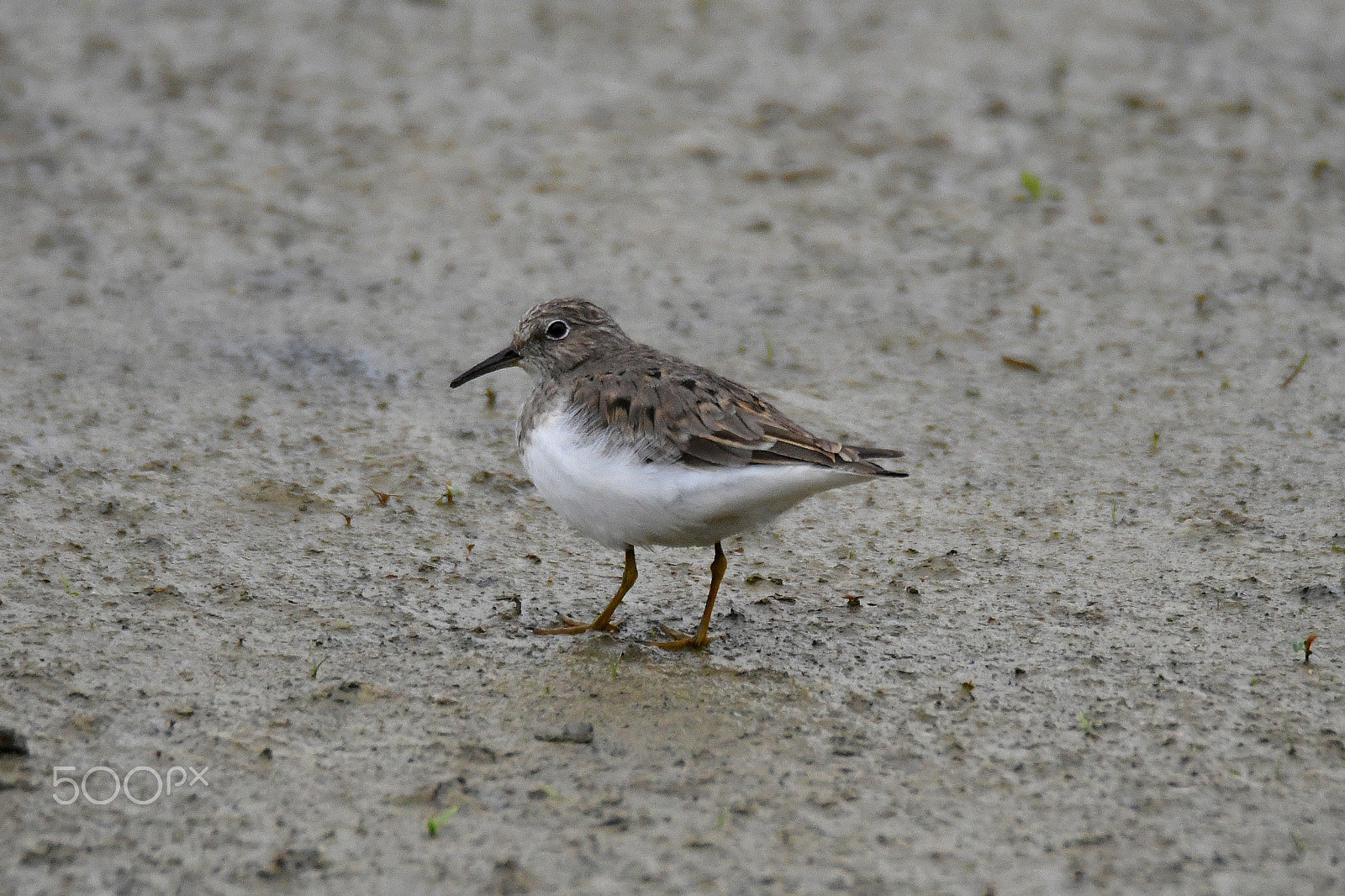 Nikon D500 sample photo. Temminck's stint (calidris temminckii) photography