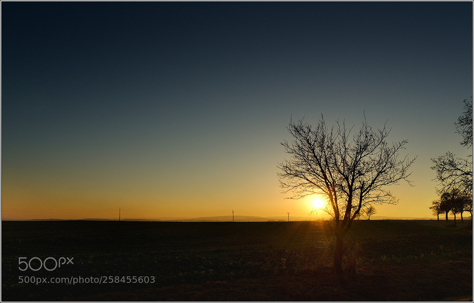 Nikon D7000 sample photo. Autumn tree in sunset photography