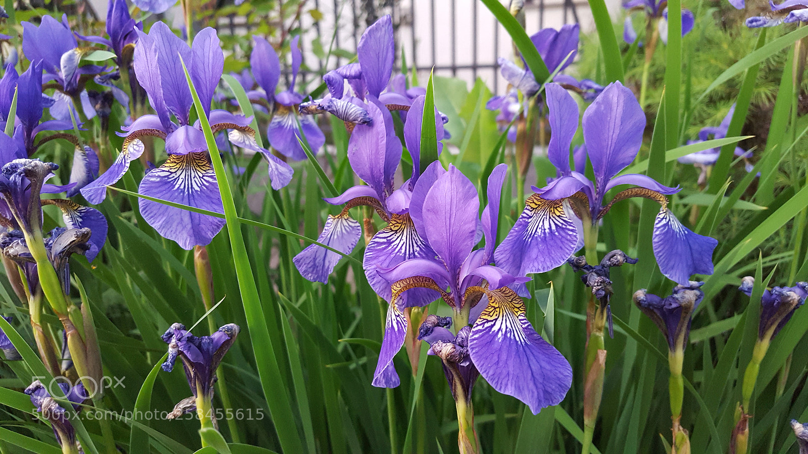 Samsung Galaxy S6 sample photo. Iris photography