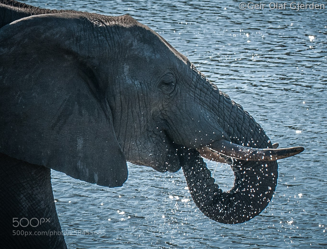Nikon D300S sample photo. Elephant drinking photography