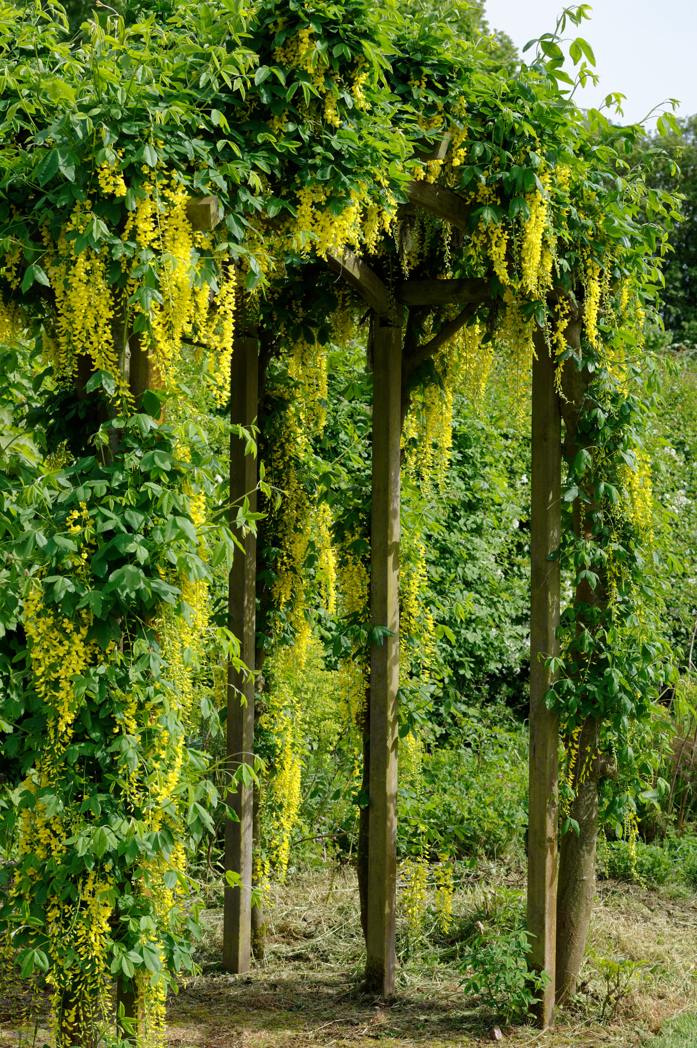 Pentax K-3 II sample photo. Pentax k3 11 50mm macro . laburnum tree. photography