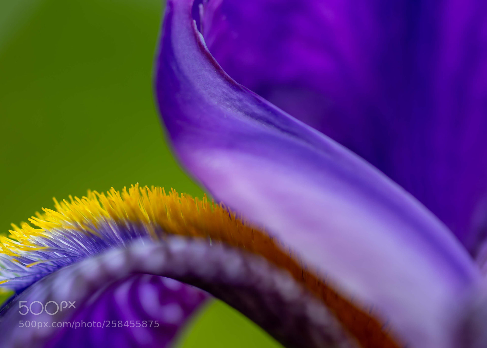 Nikon D600 sample photo. Iris photography