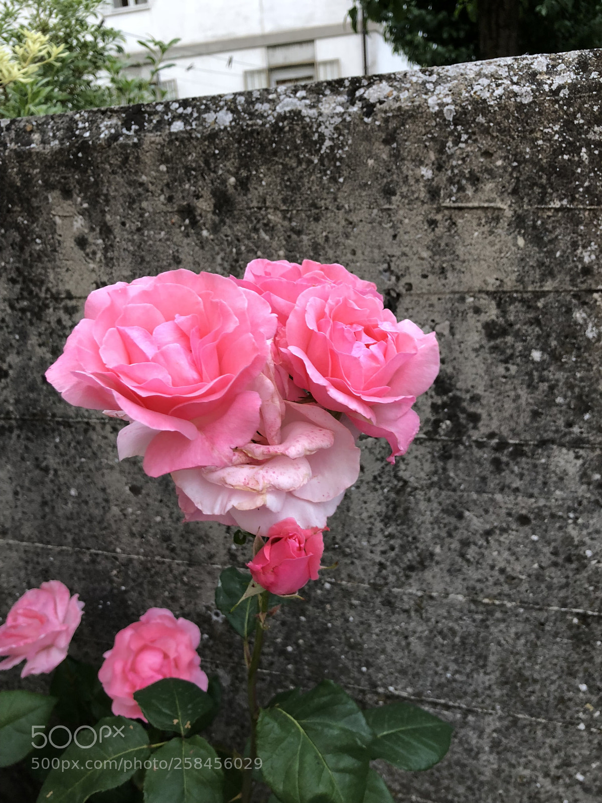 Apple iPhone X sample photo. Untitled photography
