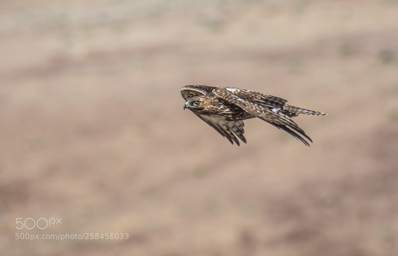 Nikon D7200 sample photo. Hawk in flight photography