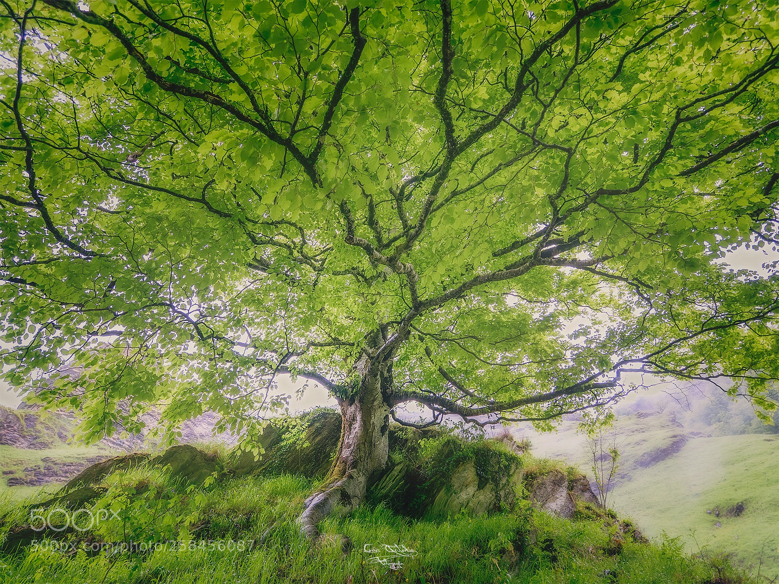 Olympus OM-D E-M5 II sample photo. "smiling spring" photography