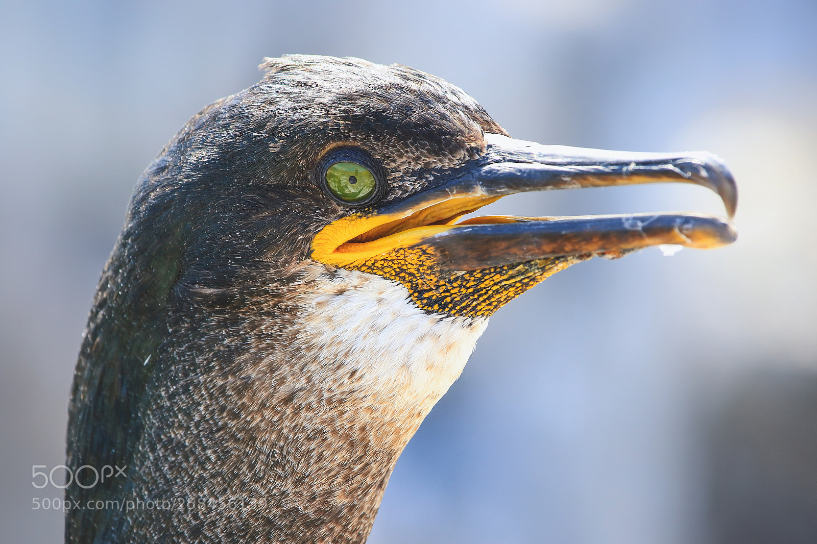 Canon EOS 7D Mark II sample photo. Shag photography