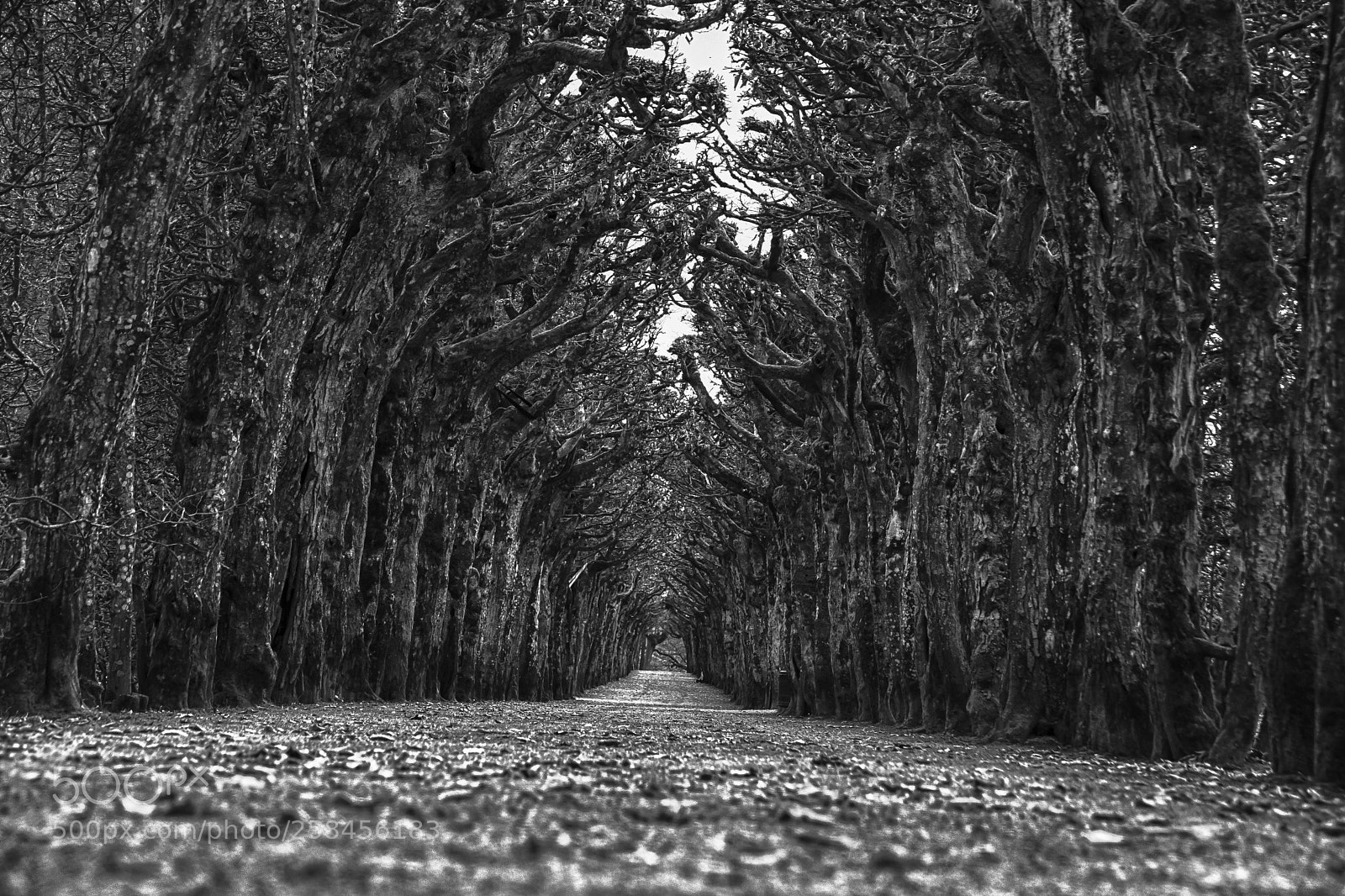 Nikon D5500 sample photo. Alice alley photography