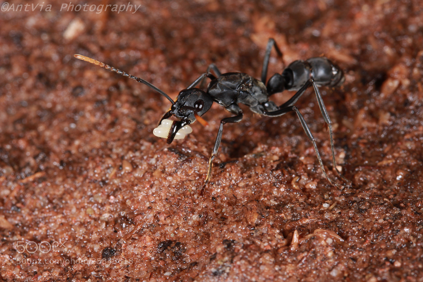 Canon EF-S 60mm F2.8 Macro USM sample photo. Neoponera apicalis with eggs photography