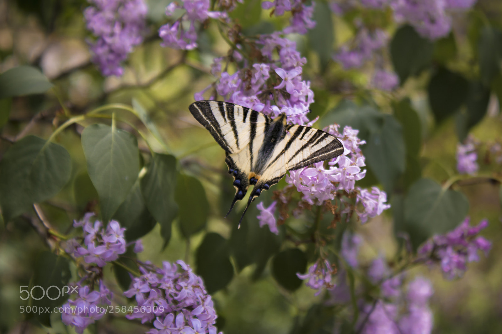 Canon EOS 750D (EOS Rebel T6i / EOS Kiss X8i) sample photo. Img photography