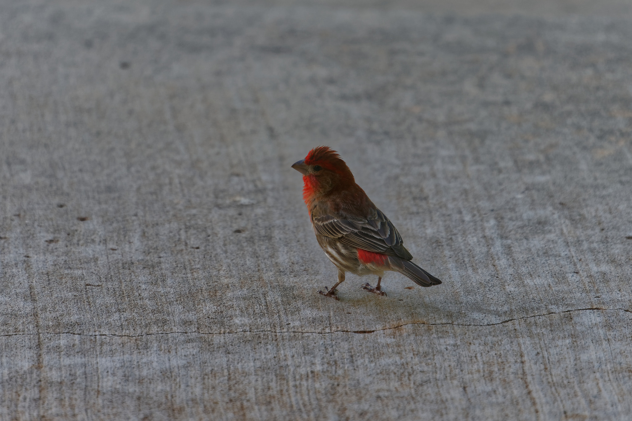 Sony FE 70-300mm F4.5-5.6 G OSS sample photo. House finch photography