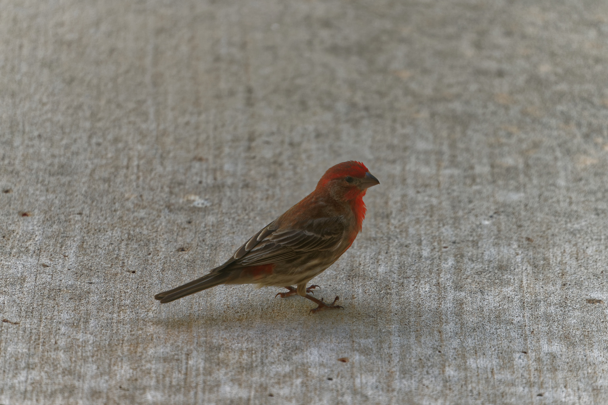 Sony FE 70-300mm F4.5-5.6 G OSS sample photo. House finch photography