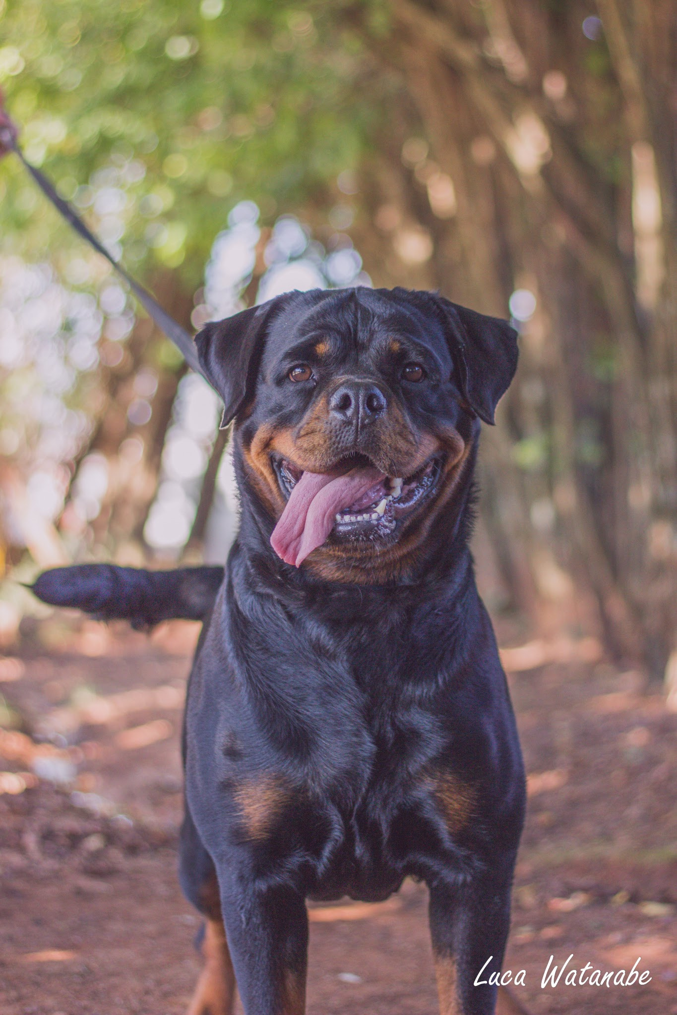 Canon EOS 600D (Rebel EOS T3i / EOS Kiss X5) sample photo. Rottie photography