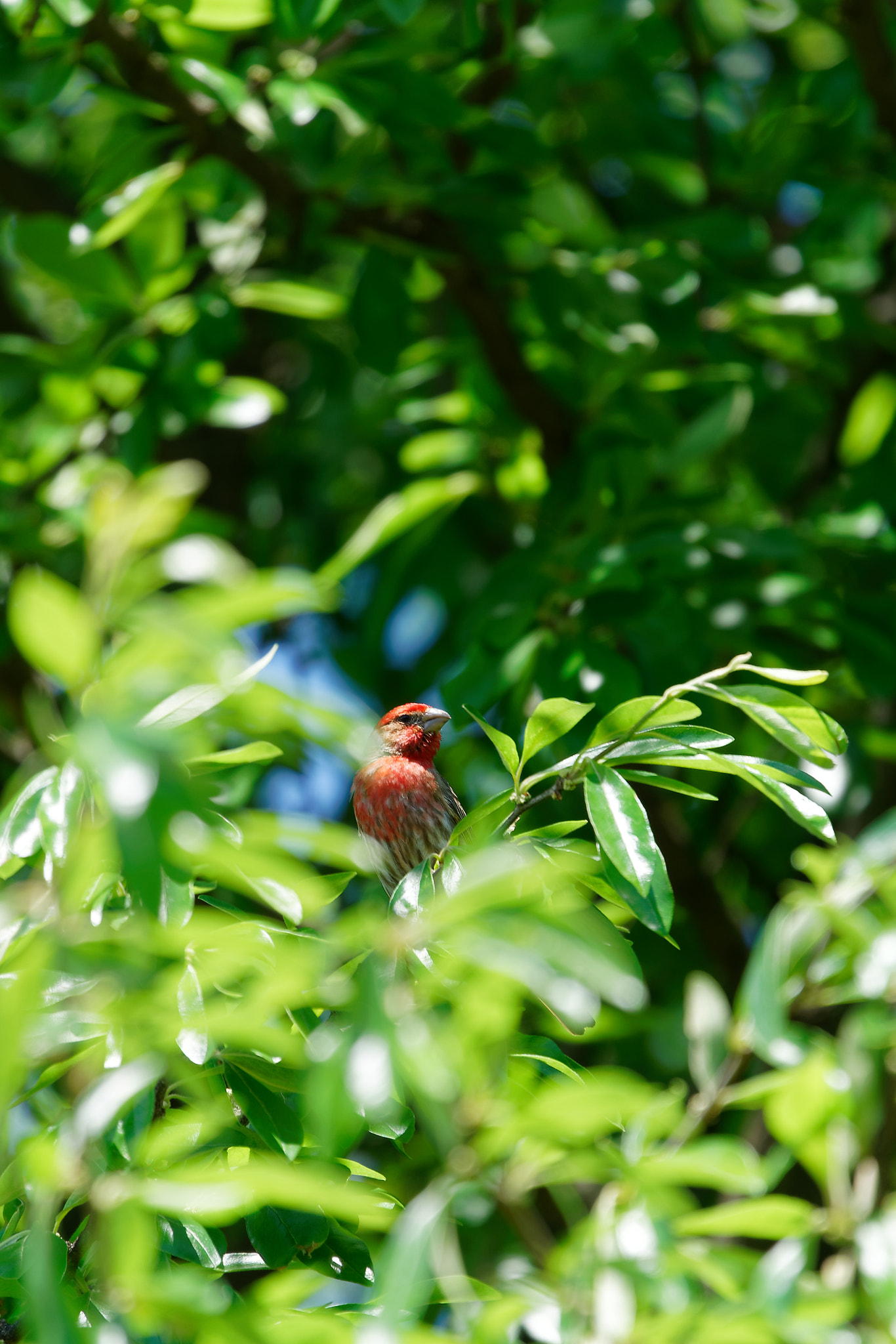 Sony FE 70-300mm F4.5-5.6 G OSS sample photo. House finch photography