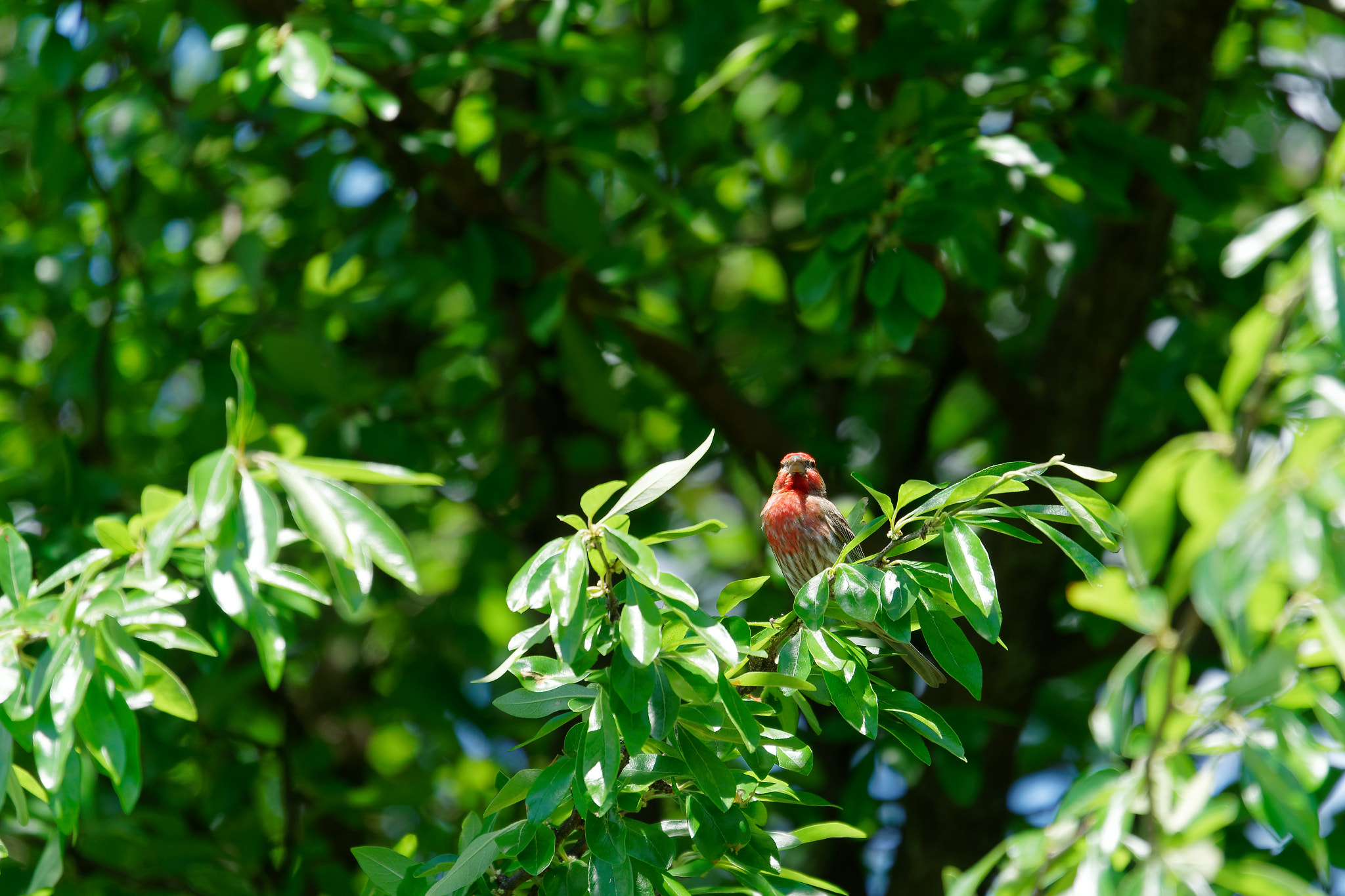 Sony FE 70-300mm F4.5-5.6 G OSS sample photo. House finch photography