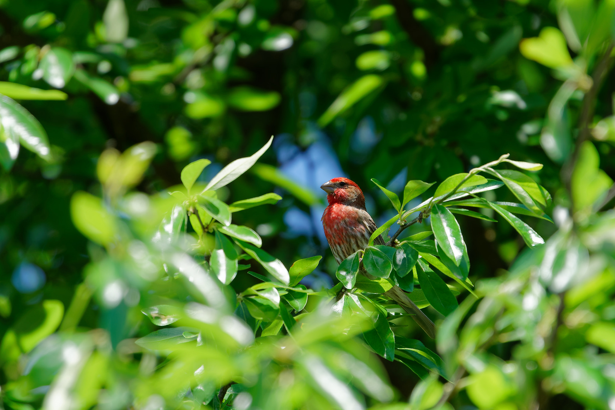 Sony FE 70-300mm F4.5-5.6 G OSS sample photo. House finch photography