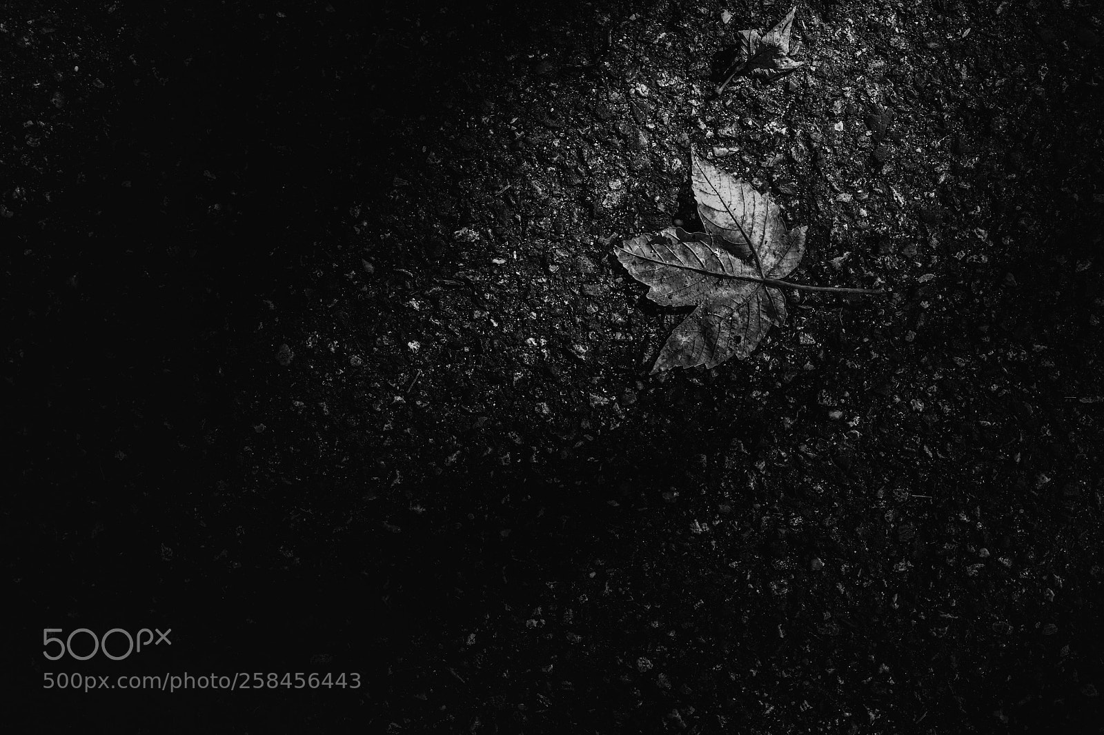 Fujifilm X-T1 sample photo. Autumn photography