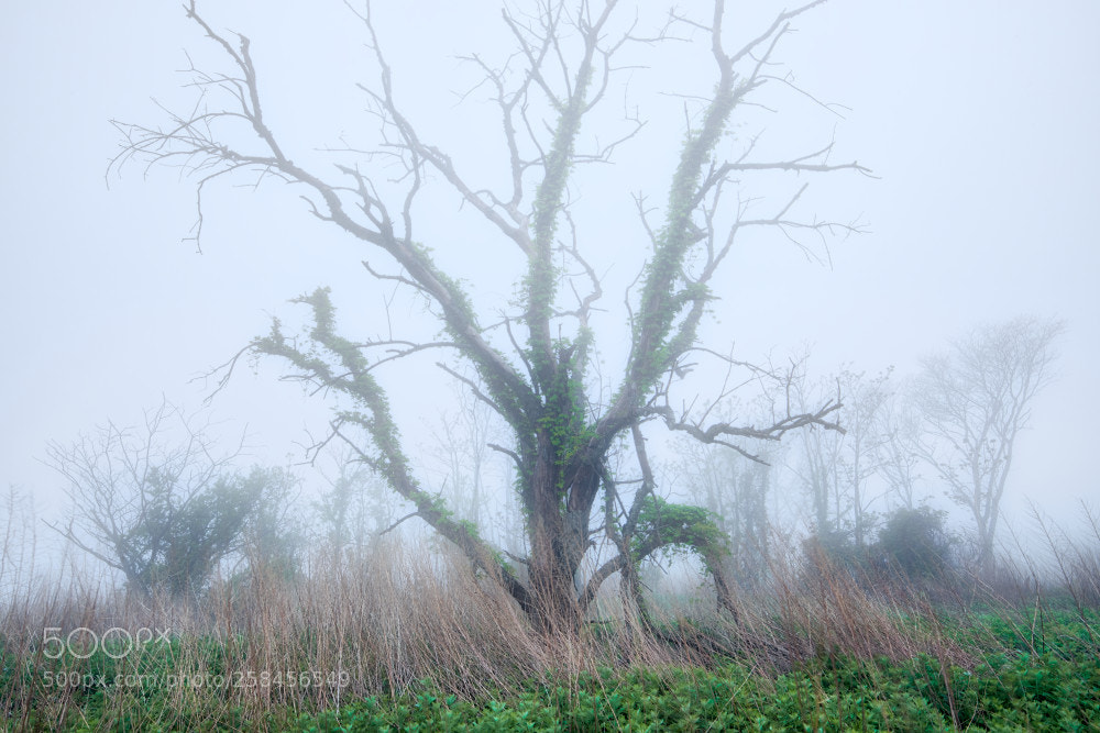 Canon EOS 5D Mark IV sample photo. Morning fog photography