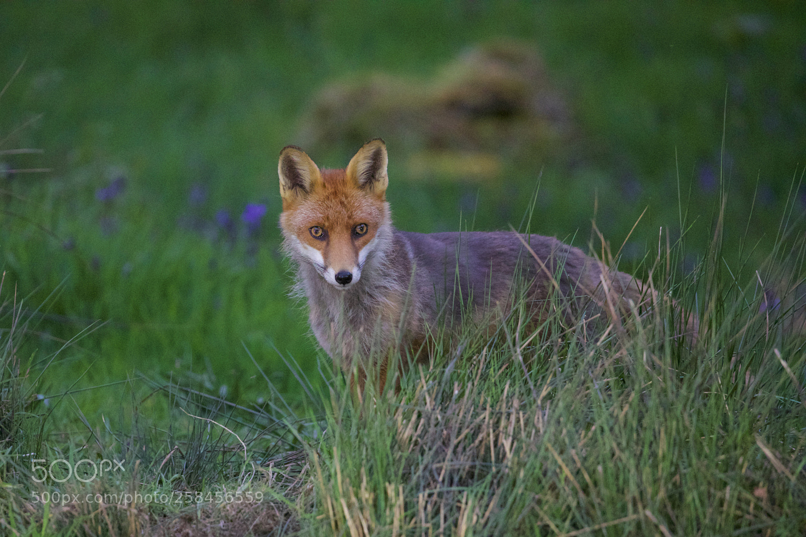 Canon EOS 5D Mark IV sample photo. Fox photography
