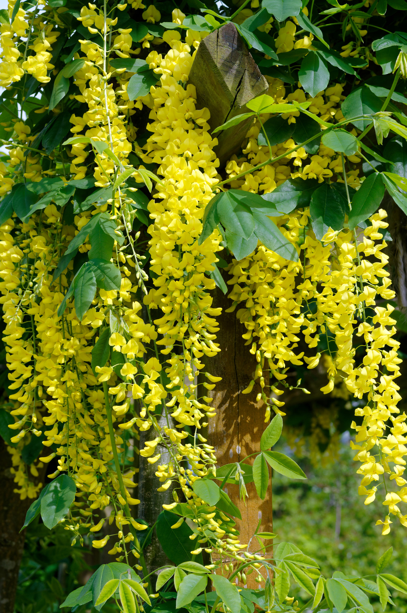 Pentax smc D-FA 50mm F2.8 Macro sample photo. Pentax k3 11 50mm macro . laburnum tree. photography