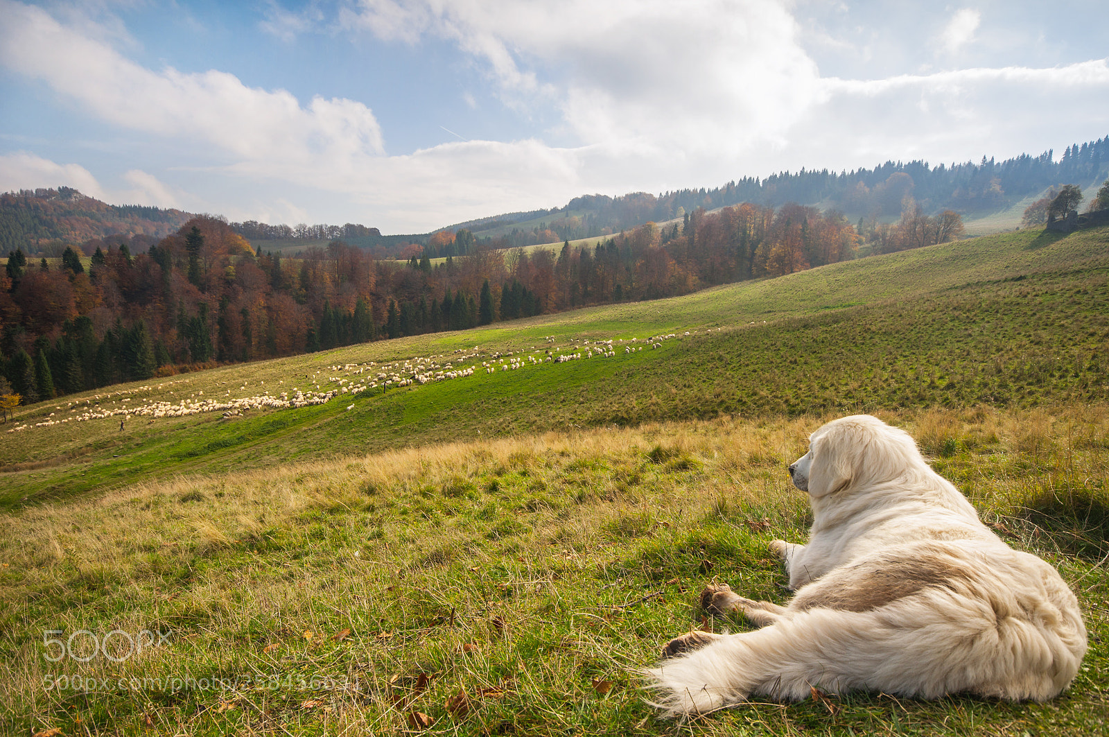 Nikon D90 sample photo. Shepherd dog guarding a photography