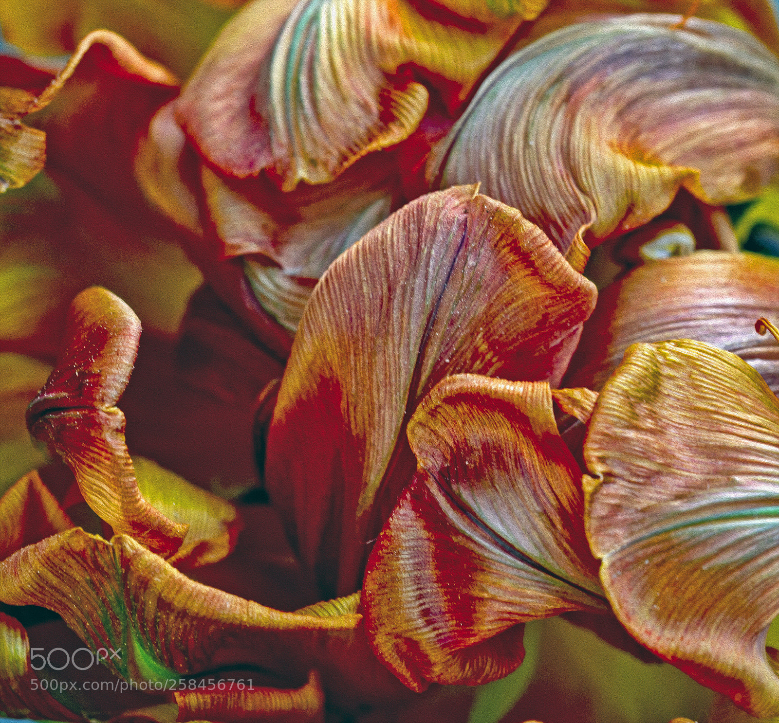 Canon EOS 7D sample photo. Tulip 4 photography