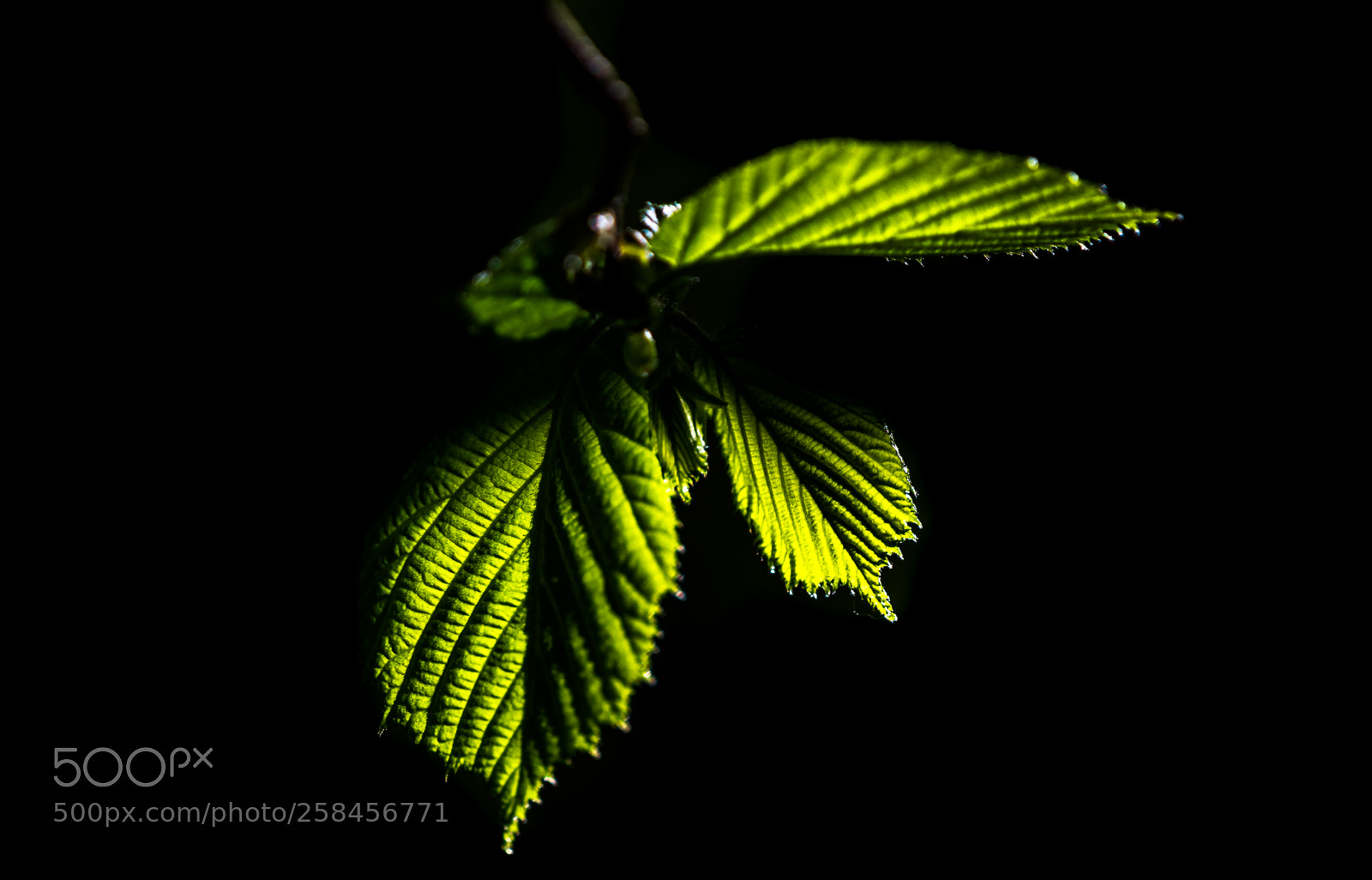 Nikon D3300 sample photo. Light and shadow photography
