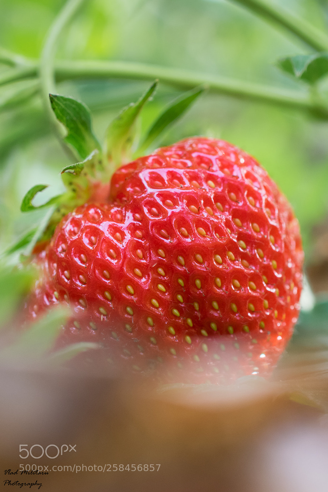 Nikon D5300 sample photo. Strawberry in my garden. photography