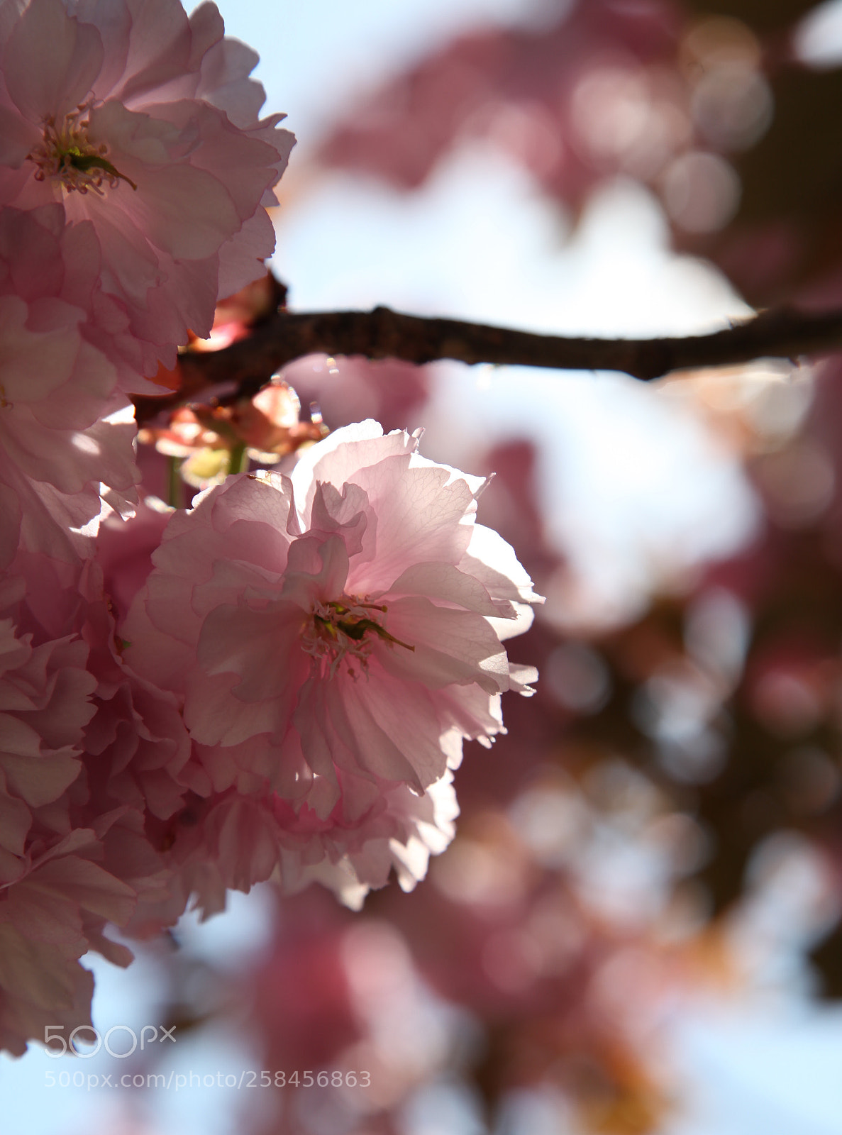 Canon EOS 5D Mark II sample photo. ✥ photography