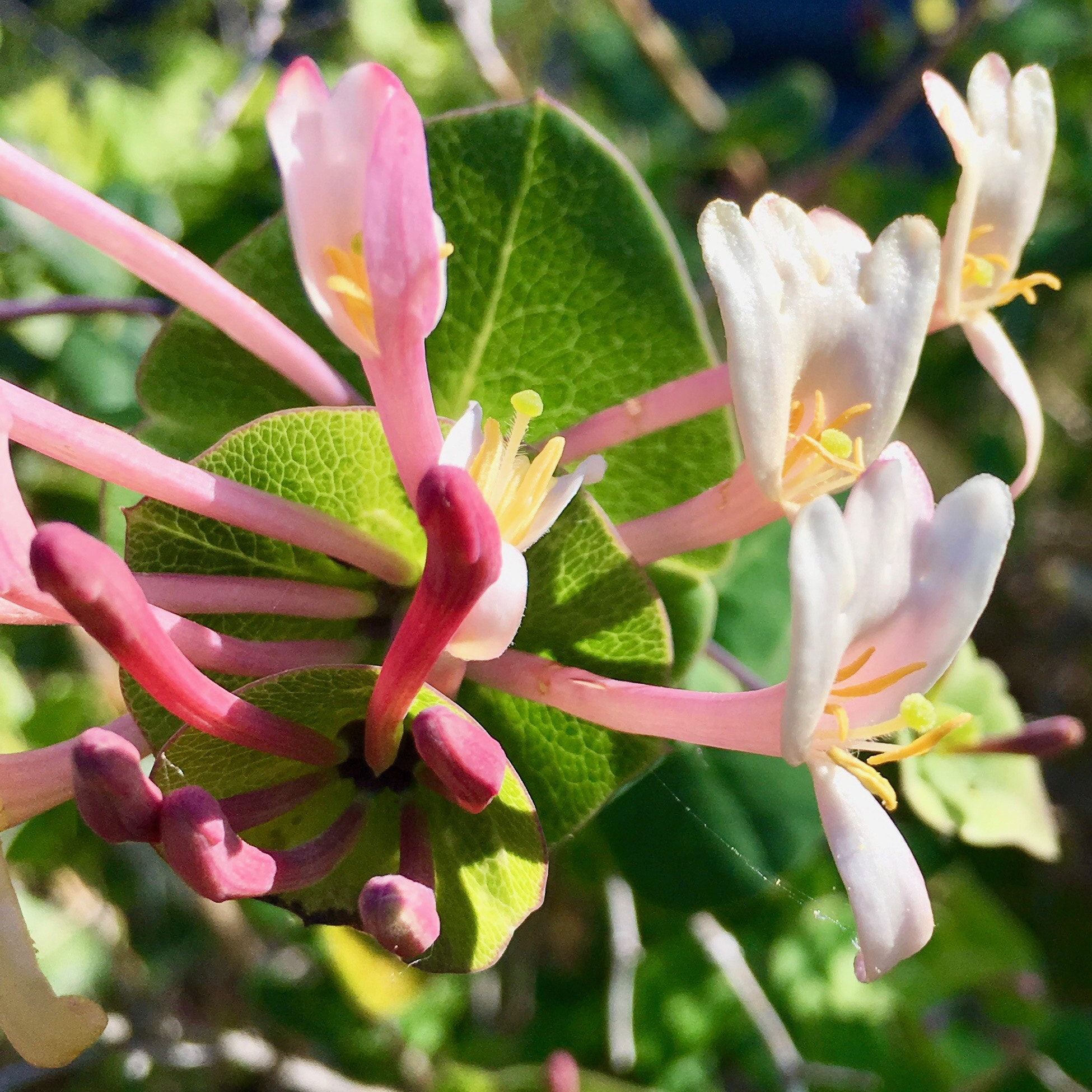 Apple iPad Pro sample photo