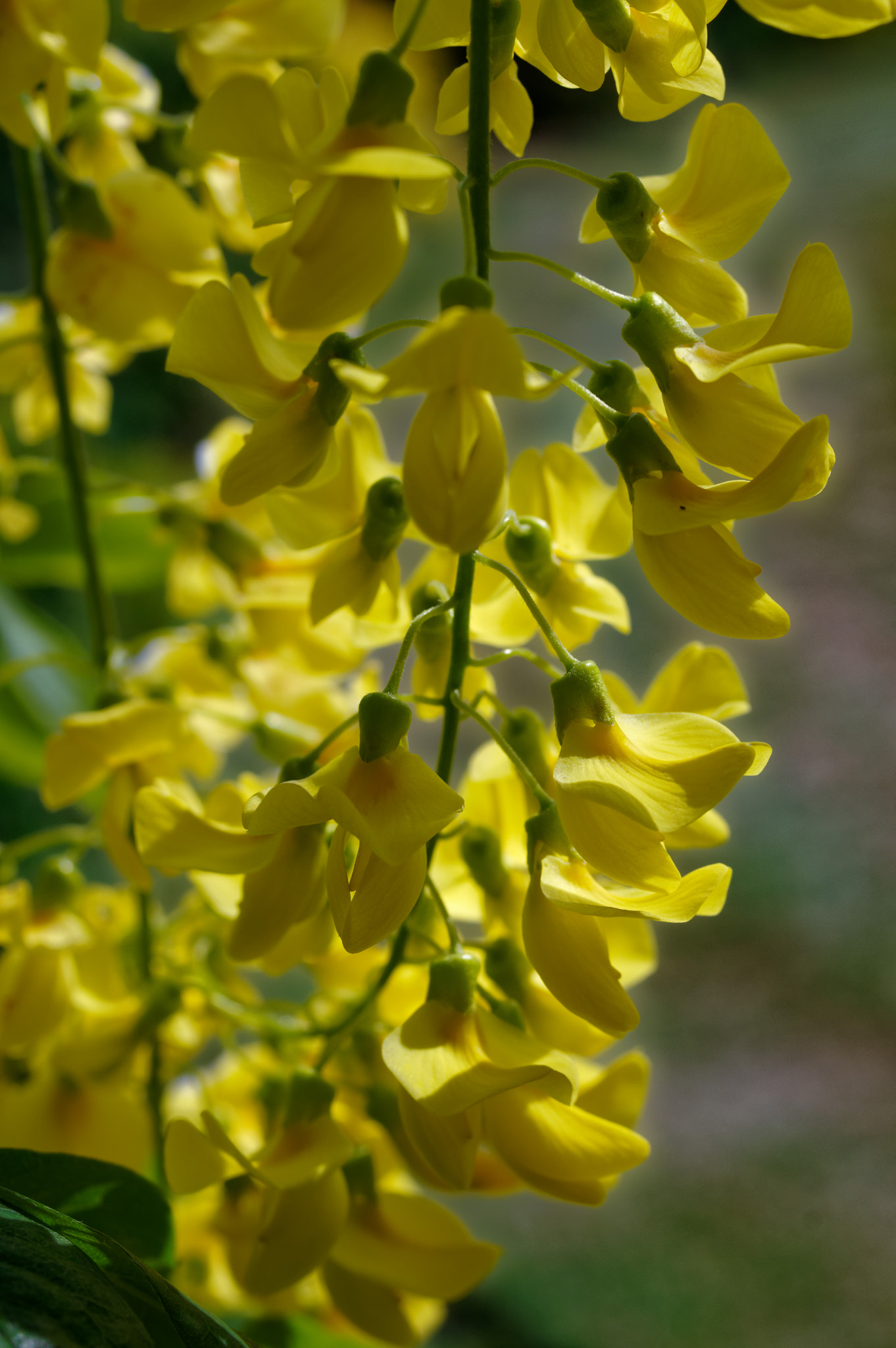 Pentax smc D-FA 50mm F2.8 Macro sample photo. Pentax k3 11 50mm macro . laburnum tree. photography