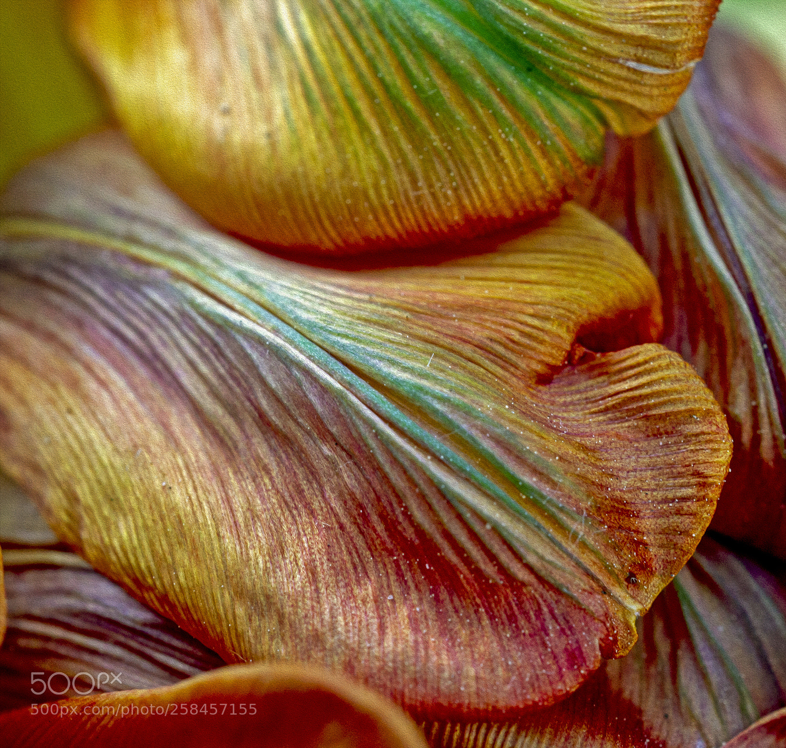 Canon EOS 7D sample photo. Tulip 6 photography