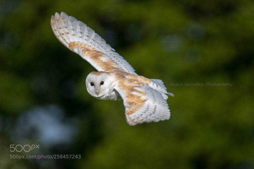 Canon EOS 7D Mark II sample photo. Hunting photography