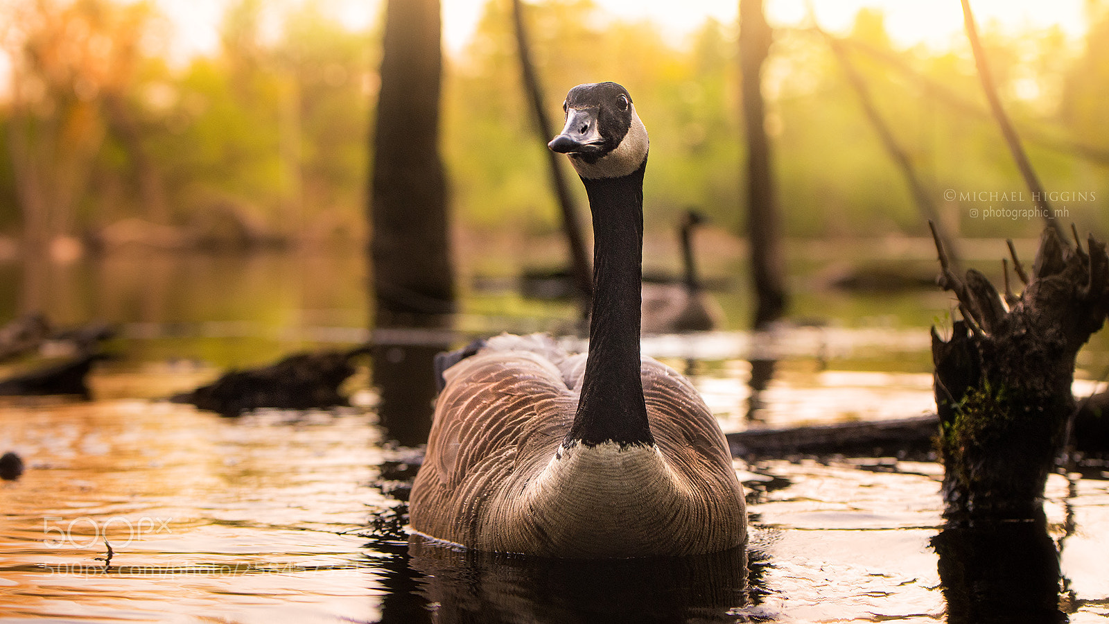 Nikon D610 sample photo. Good evening, goose. photography
