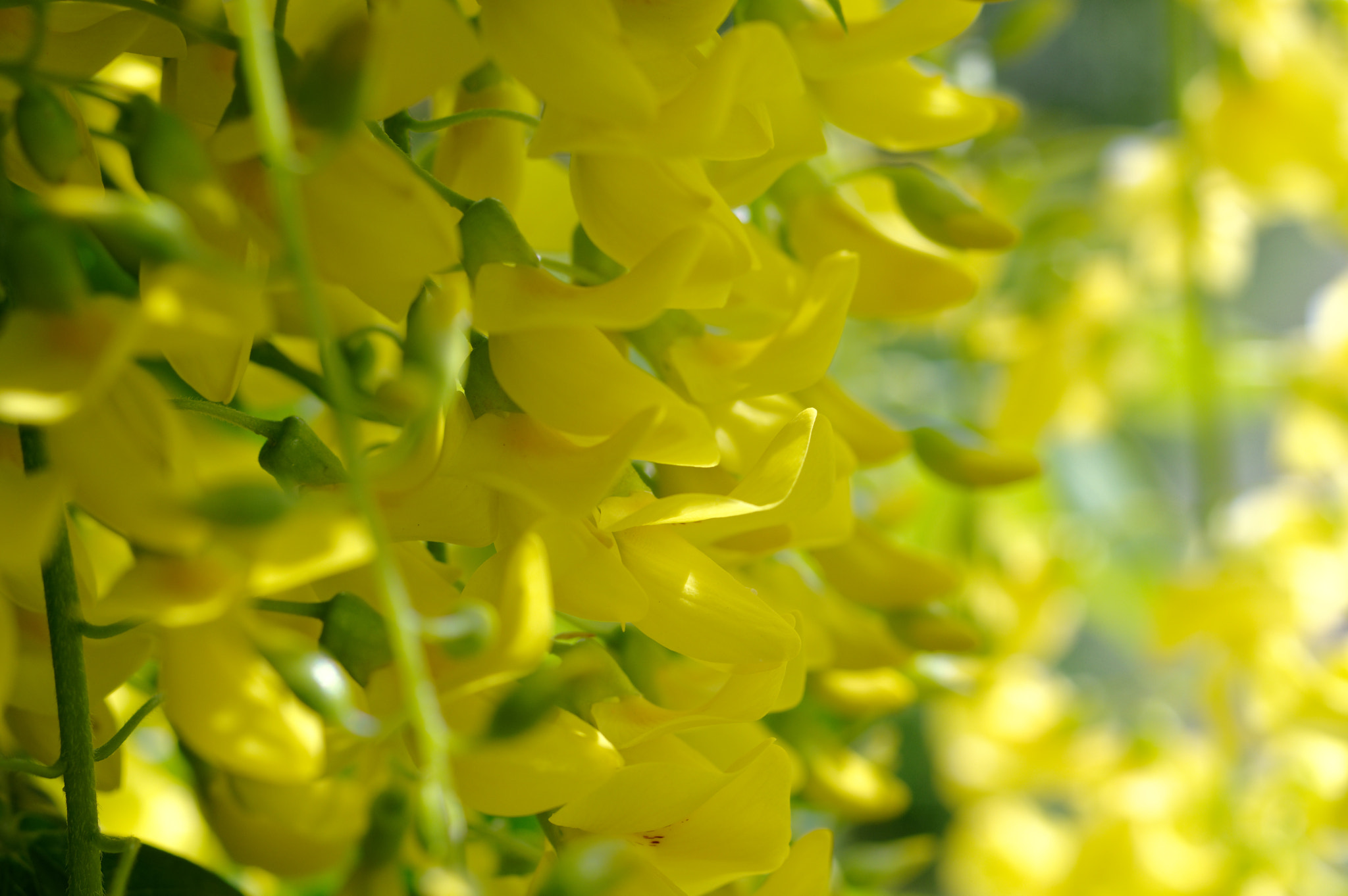 Pentax smc D-FA 50mm F2.8 Macro sample photo. Pentax k3 11 50mm macro . laburnum tree. photography