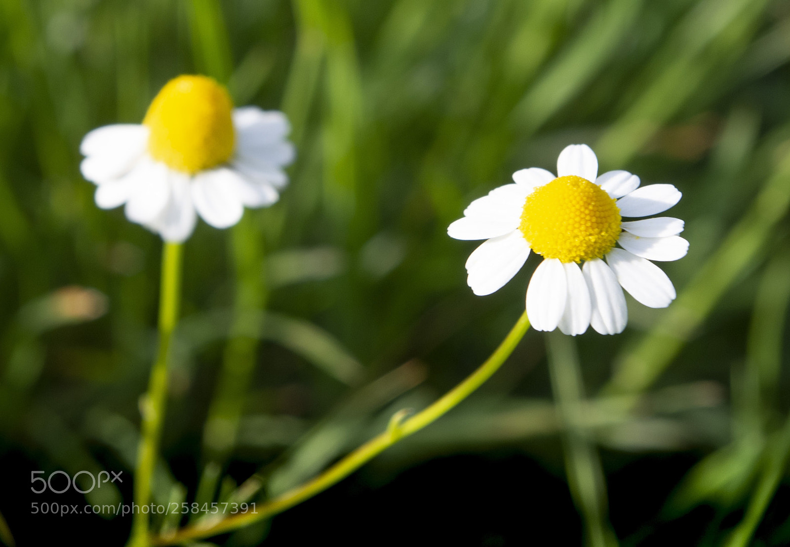 Pentax K-30 sample photo. Camomilla photography