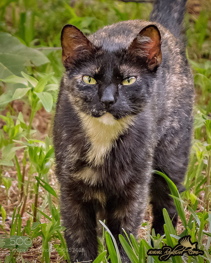 Fujifilm FinePix S1 sample photo. Commanding eyes photography