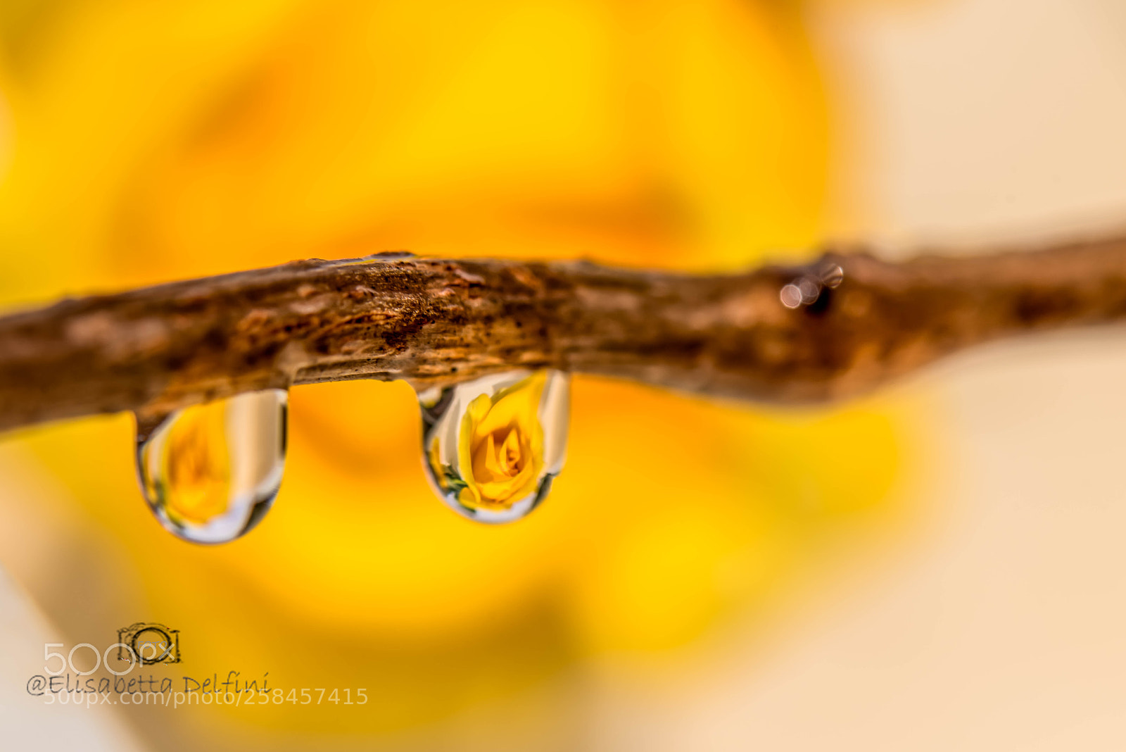 Nikon D810 sample photo. Rose riflessi in gocce photography
