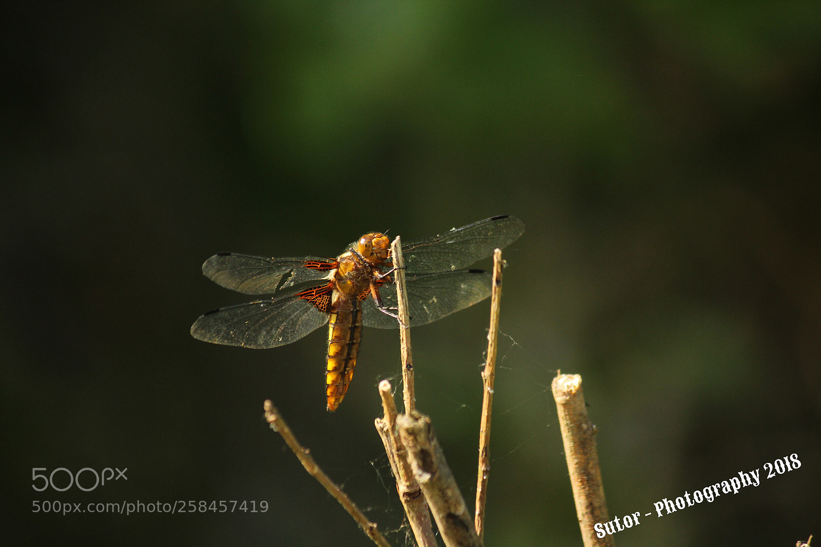 Canon EOS 1200D (EOS Rebel T5 / EOS Kiss X70 / EOS Hi) sample photo. 
dragonflies photography