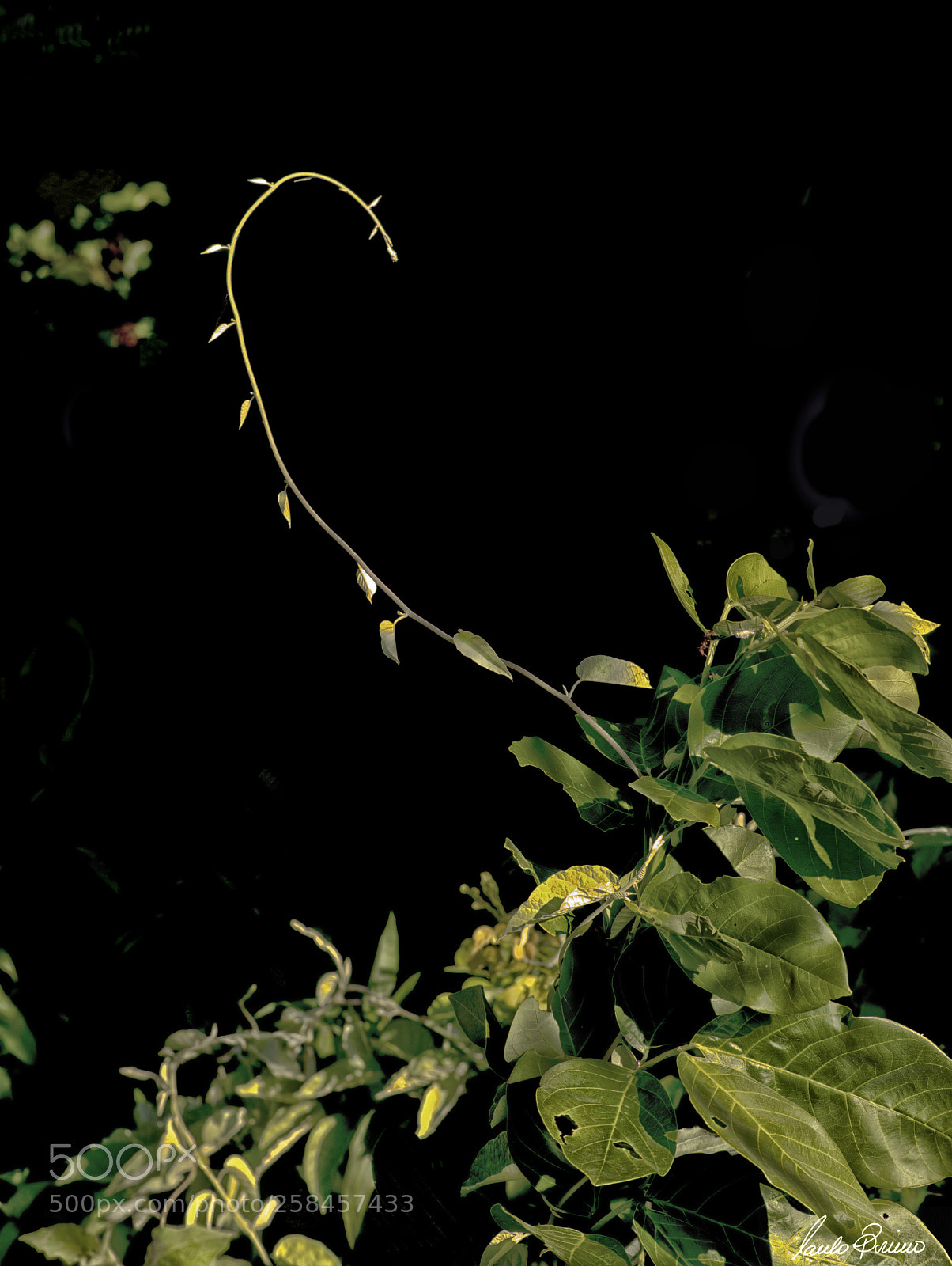 Nikon D800E sample photo. Seek for the sun photography