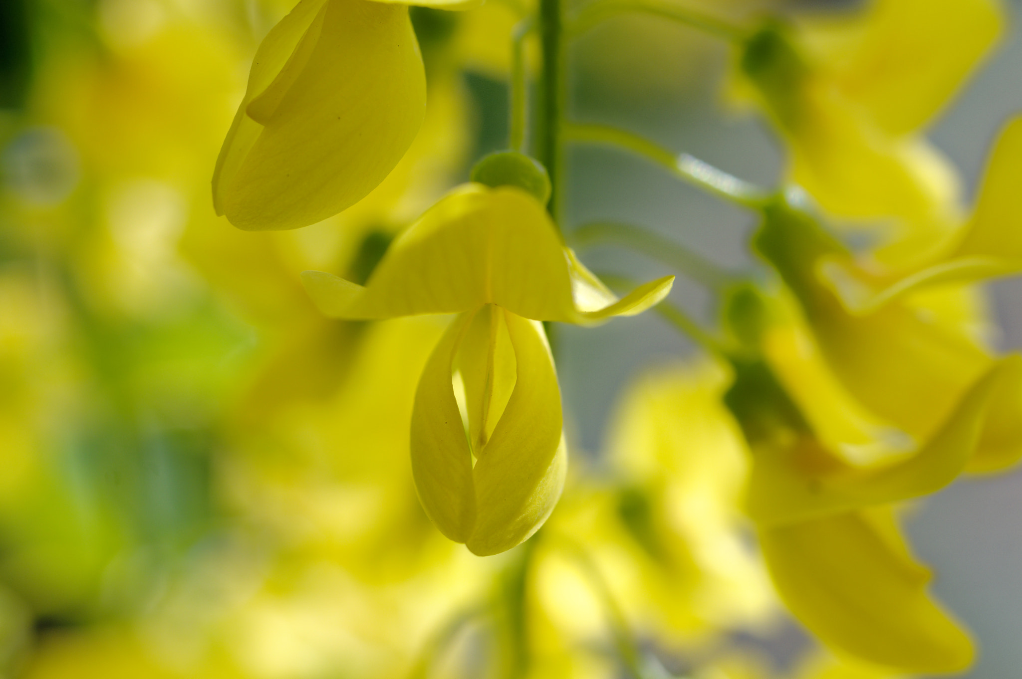 Pentax K-3 II + Pentax smc D-FA 50mm F2.8 Macro sample photo. Pentax k3 11 50mm macro . laburnum tree. photography