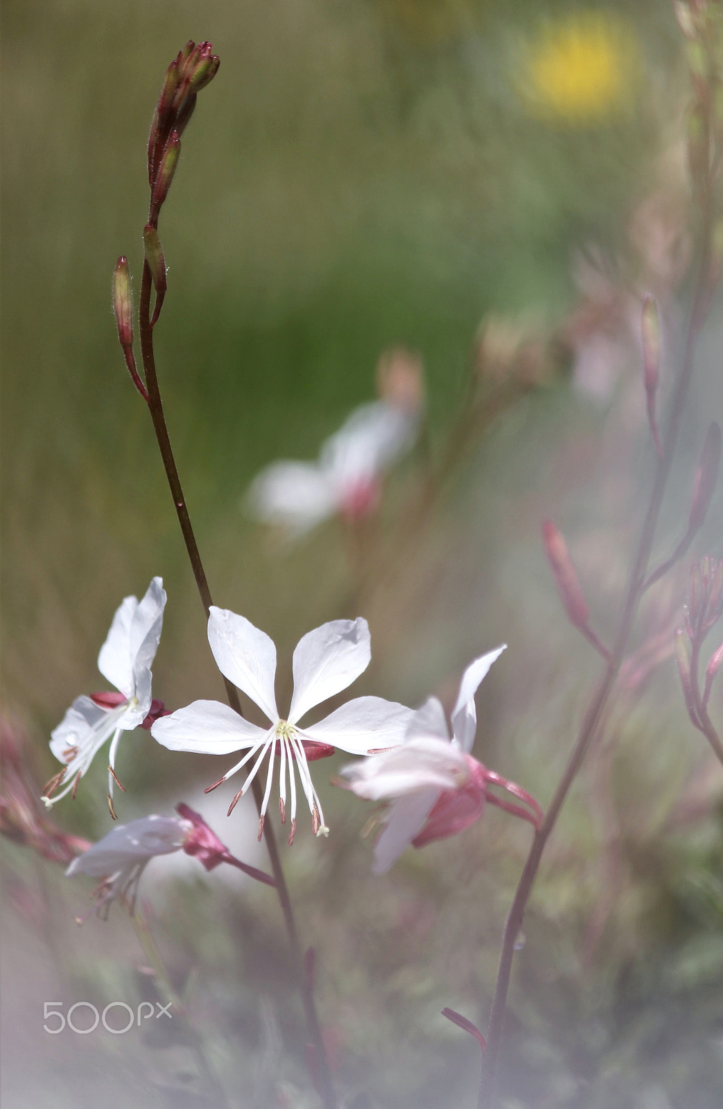 Canon EF-S 55-250mm F4-5.6 IS II sample photo. Gaura photography