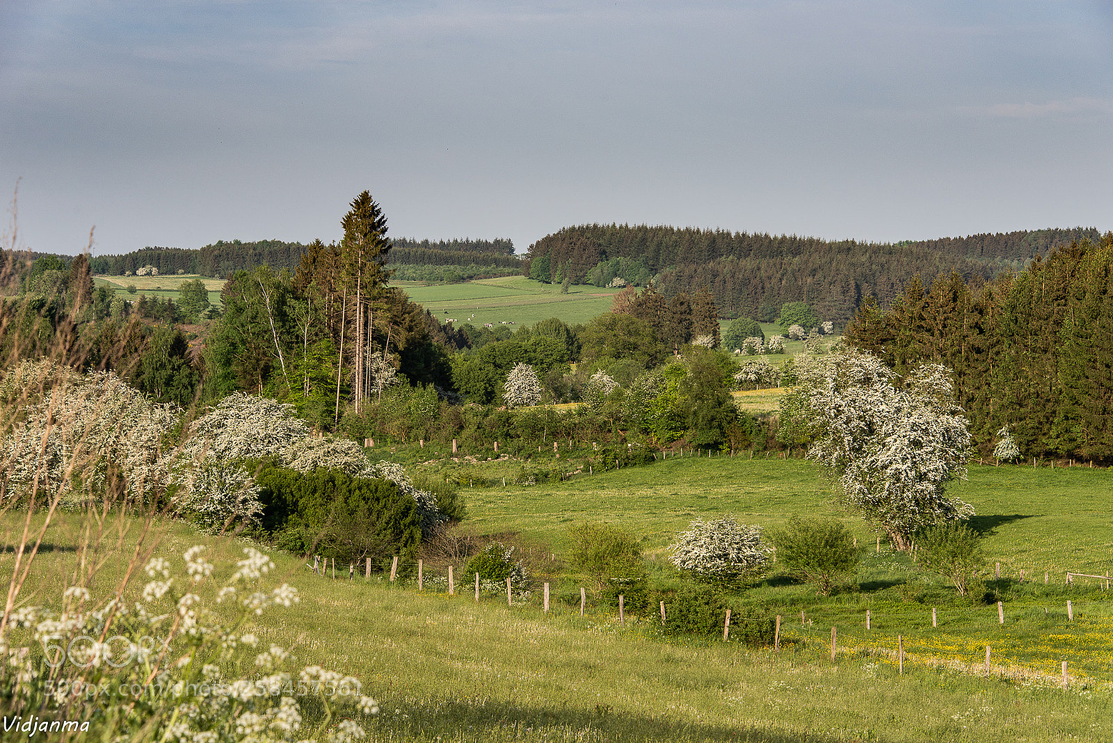 Nikon D610 sample photo. Hawthorn landscape photography
