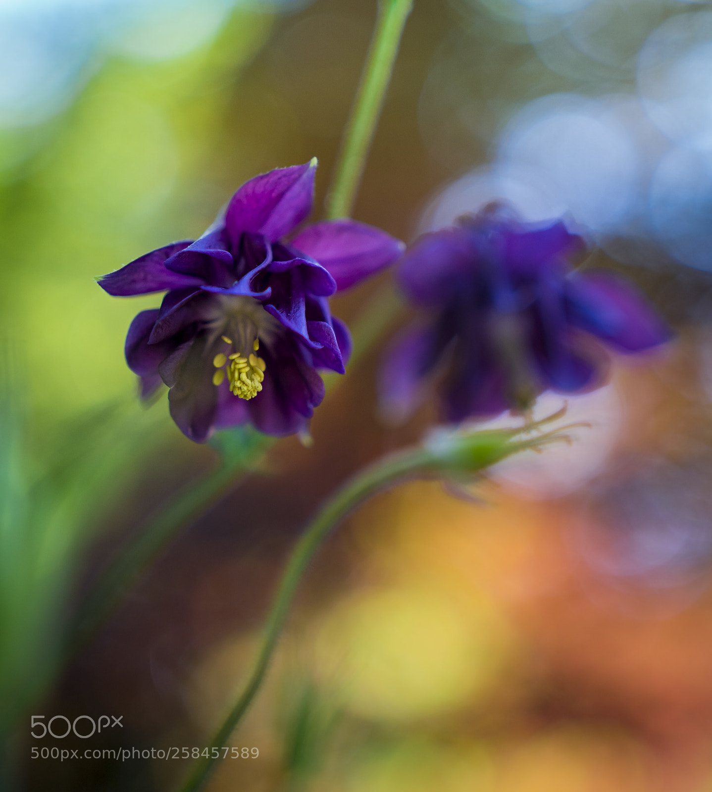 Sony a6300 sample photo. Purple photography