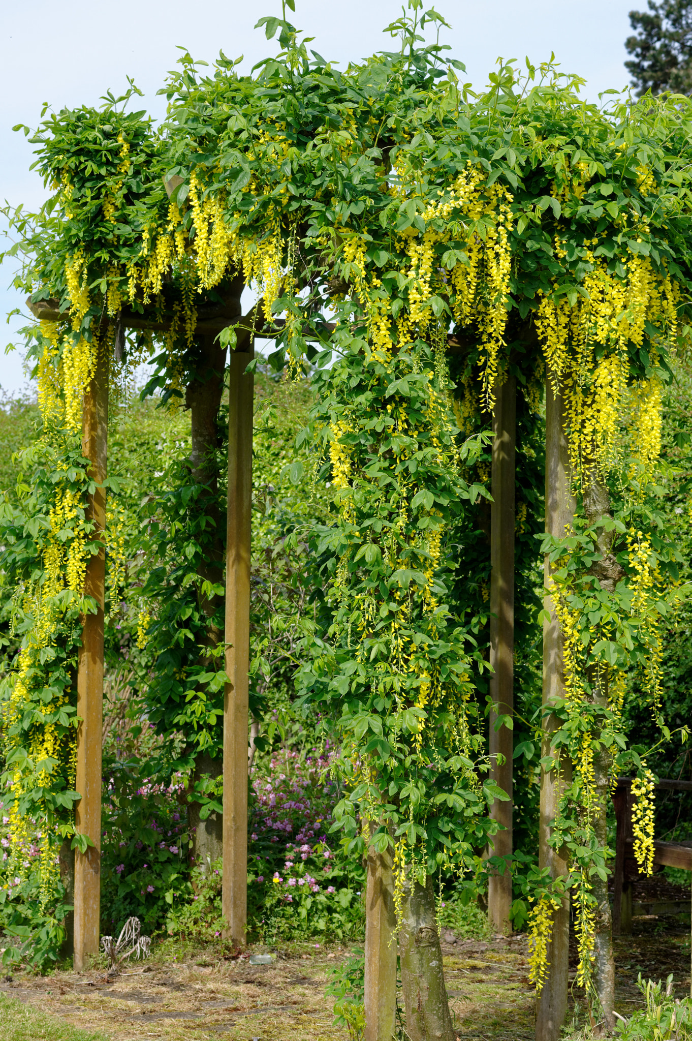 Pentax K-3 II + Pentax smc D-FA 50mm F2.8 Macro sample photo. Pentax k3 11 50mm macro . laburnum tree. photography