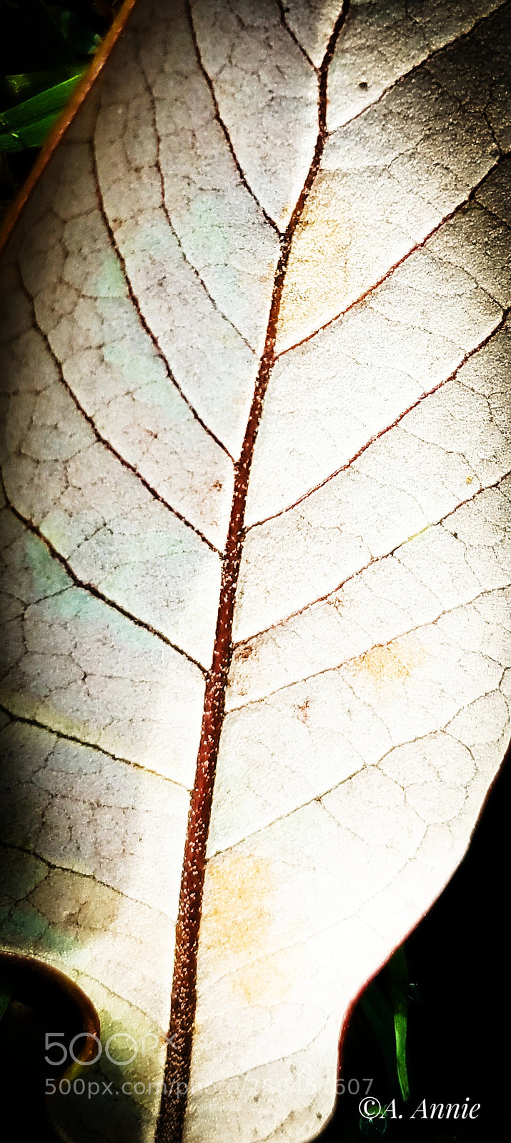 Samsung Galaxy S7 sample photo. Artery & veins photography
