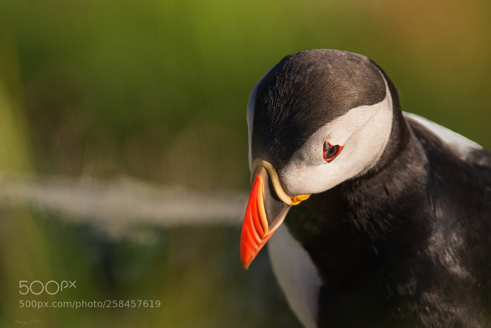 Nikon D600 sample photo. Puffin photography