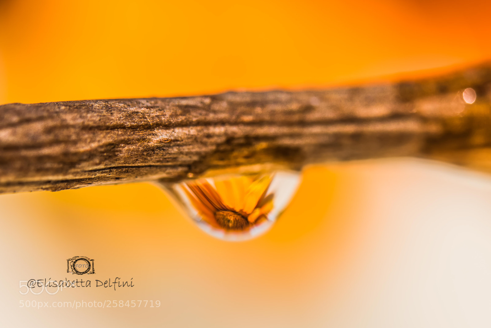 Nikon D810 sample photo. Fiori riflessi in goccia photography