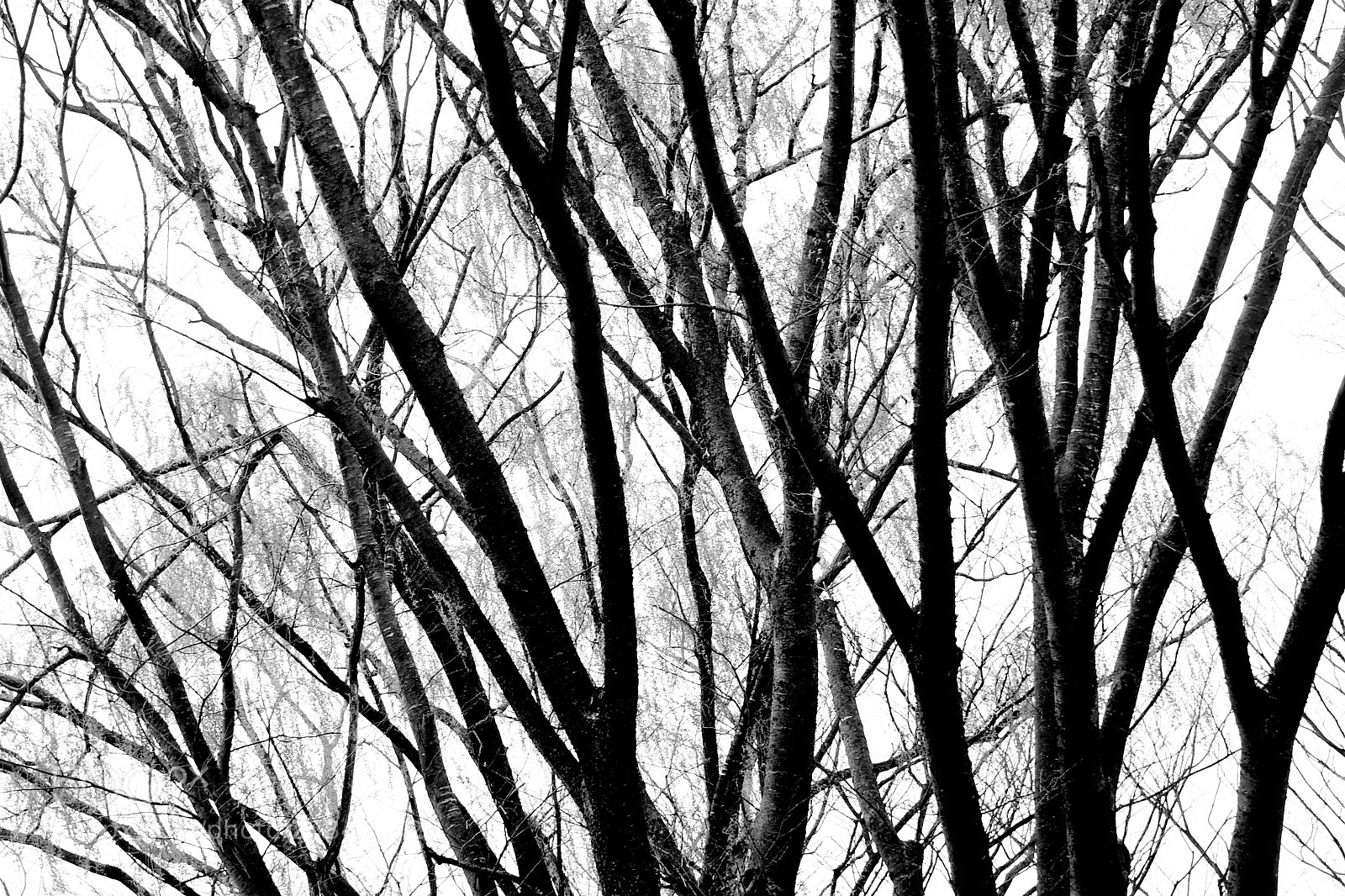 Nikon D750 sample photo. * the wind & the wind photography