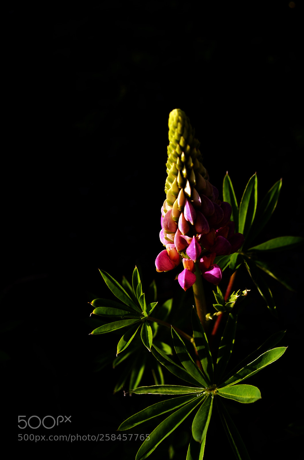 Nikon D5100 sample photo. Alfalfa photography