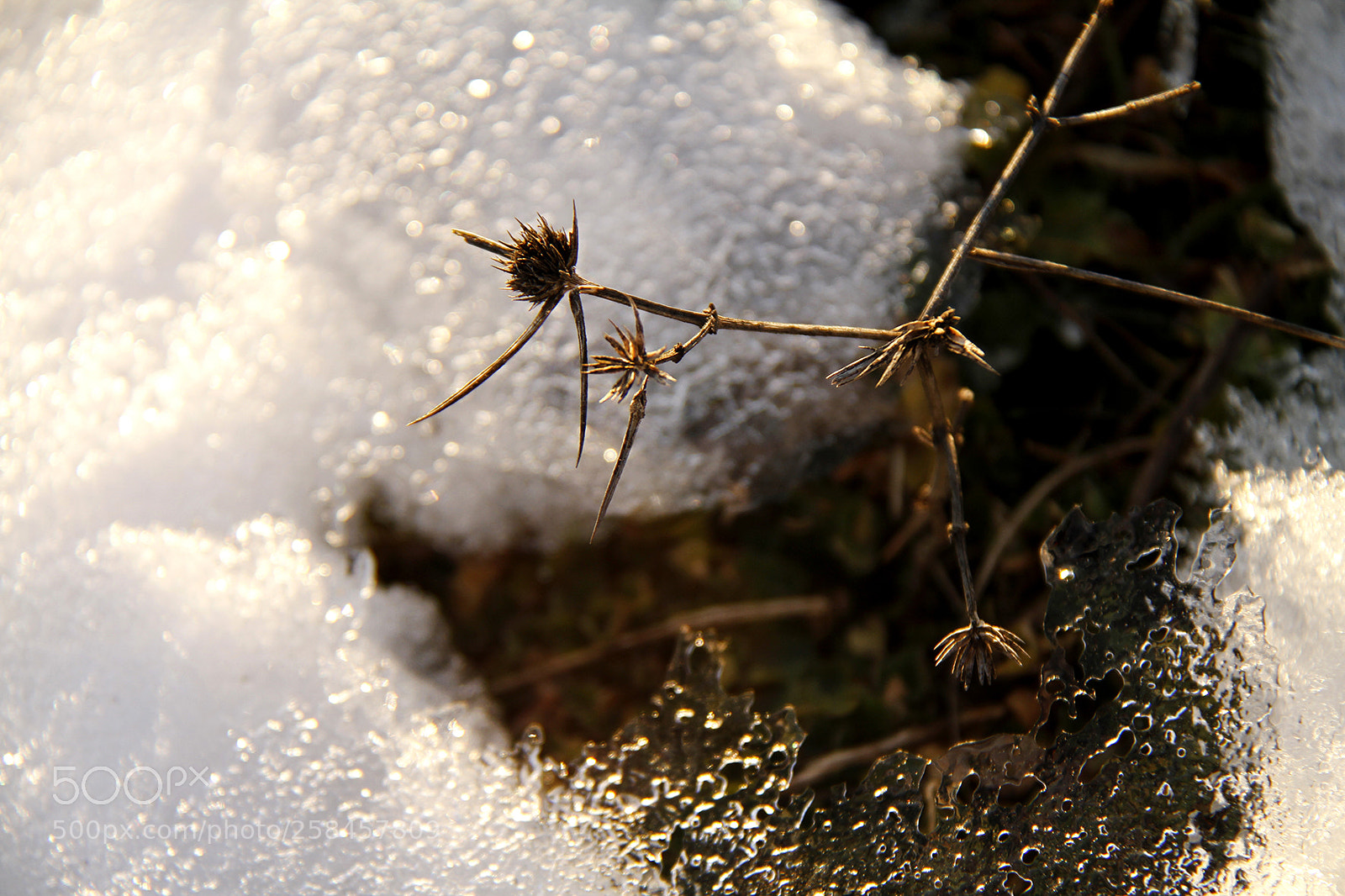 Canon EOS 7D sample photo. Untitled photography